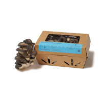Smallhold Organic Blue Oyster Mushroom Pack, 8 oz